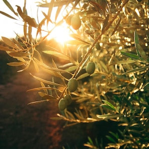 May include: Close-up of olive tree branches with green olives and leaves, bathed in golden sunlight. The image captures the natural beauty of an olive grove, with a blurred background and a warm, inviting atmosphere.