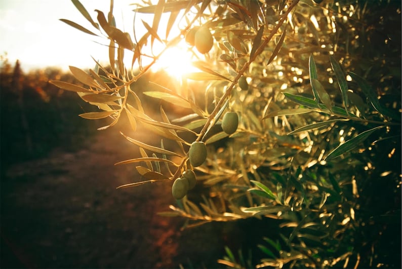 May include: Close-up of olive tree branches with green olives and leaves, bathed in golden sunlight. The image captures the natural beauty of an olive grove, with a blurred background and a warm, inviting atmosphere.
