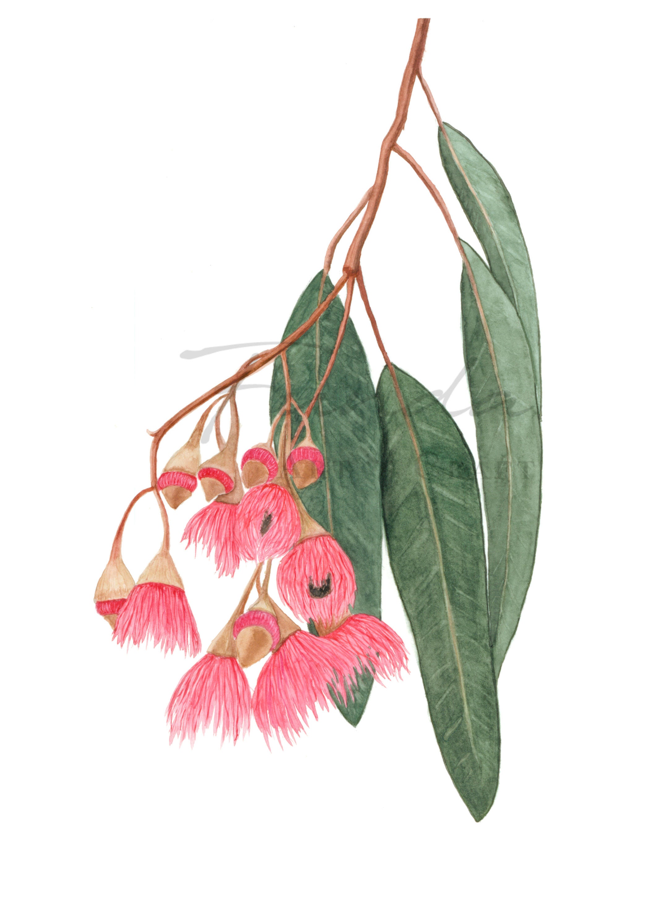 Set of 3 Watercolour Australian Native Flower Prints Etsy