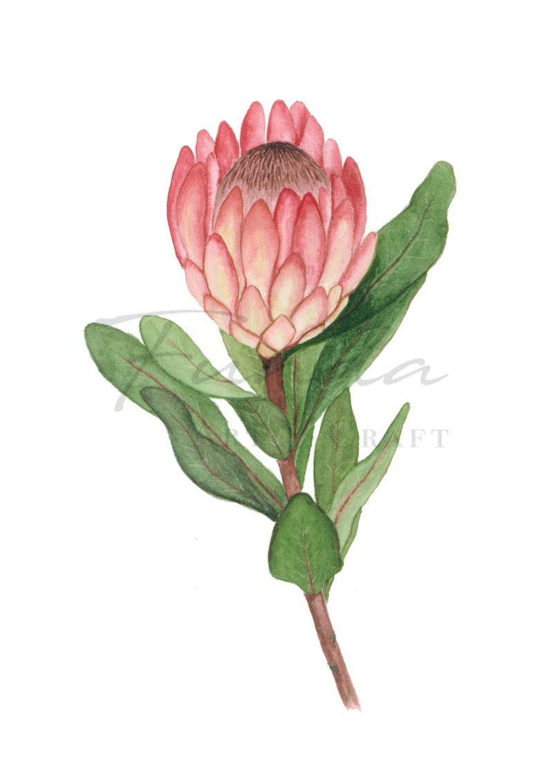 Set of 3 Watercolour Australian Native Flower Prints Etsy