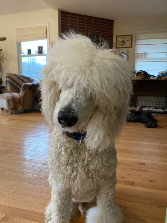 Standard Poodle Puppy Hair FIRST HAIRCUT Perfect Raw Fiber Etsy