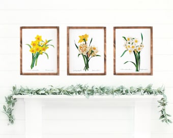 Bundles Yellow Daffodils Canvas Picture Wall Deco