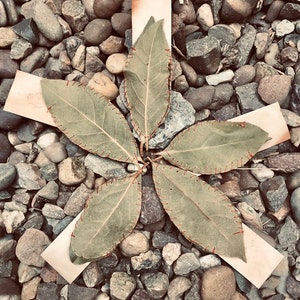 May include: Five green leaves with red stitching arranged in a star shape on a bed of grey and brown pebbles.