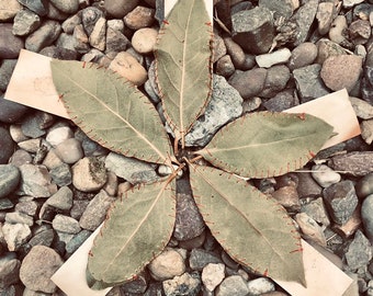 Bay leaf mini spell kit.