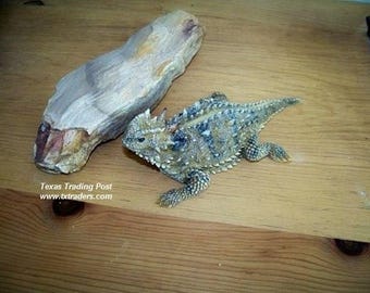 Texas Horny Toad Figurine