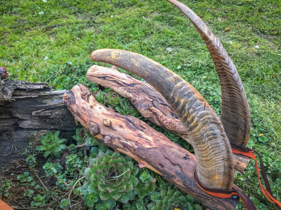 Goat Horns Wall Mount for Shaman Drums Didgeridoo Naturally Etsy