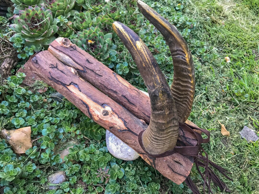 Goat Horns Wall Mount for Shaman Drums Didgeridoo Naturally Etsy UK
