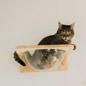 Montant d&#39;étagère pour chat, hamac mural en bois naturel écologique, perchoir avec sphère en plastique, cadeau de Noël pour amoureux des chats