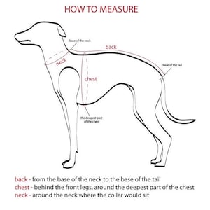 Peut inclure: Un dessin au trait noir et blanc de la silhouette d'un chien avec le texte HOW TO MEASURE en haut. Le diagramme indique le cou, le dos et la poitrine avec des fl&egrave;ches et des lignes, incluant des d&eacute;finitions pour mesurer le cou, le dos et le torse.