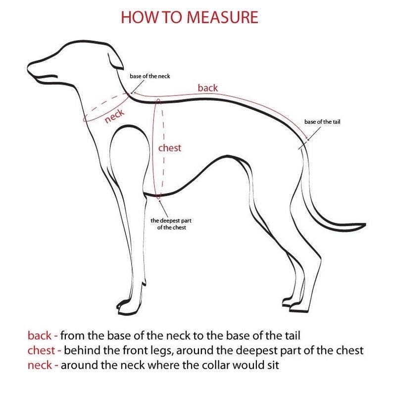 Peut inclure: Un dessin au trait noir et blanc de la silhouette d'un chien avec le texte HOW TO MEASURE en haut. Le diagramme indique le cou, le dos et la poitrine avec des fl&egrave;ches et des lignes, incluant des d&eacute;finitions pour mesurer le cou, le dos et le torse.