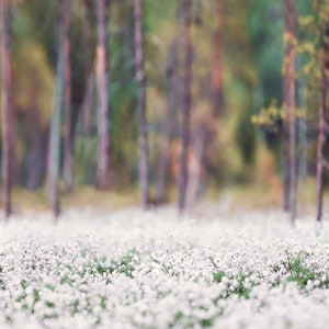 May include: A field of white wildflowers in a forest setting. The flowers are in focus, while the trees in the background are blurred.