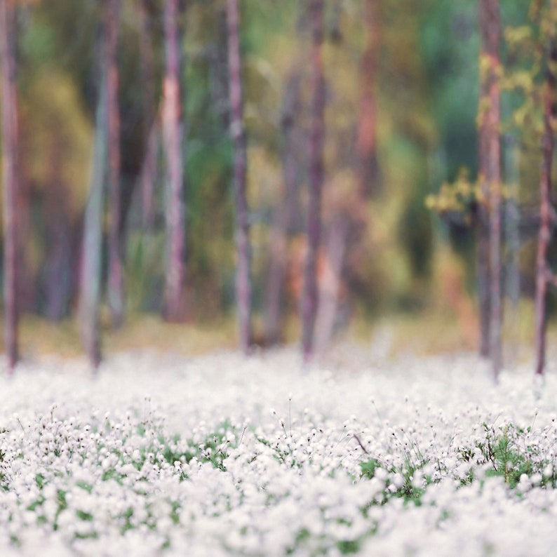 May include: A field of white wildflowers in a forest setting. The flowers are in focus, while the trees in the background are blurred.