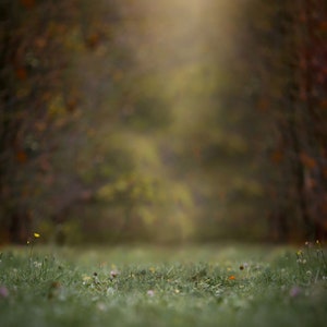 Dreamy Forest Digital Background, Summer Field Digital Backdrop, Grass, Nature, Outside, Bokeh, Instant Download image 2