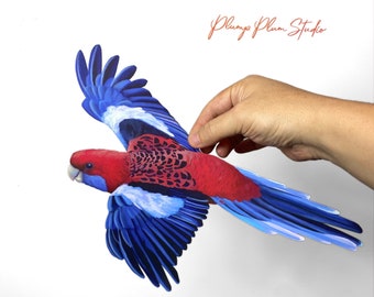 May include: A red-winged parrot with blue and white wings in flight. The parrot is flying with its wings spread wide. The background is white.
