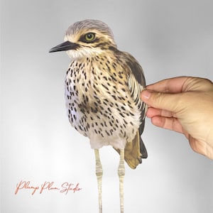 Könnte beinhalten: Ein brauner und weißer Vogel mit langen Beinen und einem grünen Auge. Der Vogel steht auf einem weißen Hintergrund. Der Vogel ist eine ausgeschnittene Illustration.