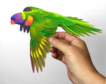 May include: A green, yellow, and purple bird with a long tail, in flight, against a white background. The bird is being held by a hand.