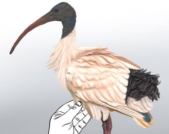 Bin Chook Decal: Australian White Ibis Removable Vinyl Sticker