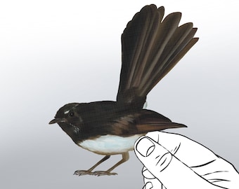 Willy Wagtail Decal, Textured Vinyl Sticker, Australian Bird Art