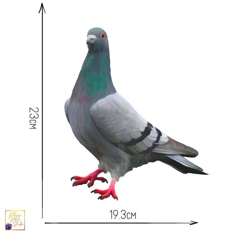 May include: A gray and white pigeon with red feet standing on a white background. The pigeon is 19.3 inches wide and 23 inches tall.