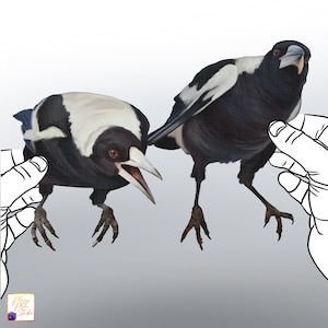 Curious Magpies sticker, Australisch paar Magpies sticker, Vogelliefhebber cadeau, vinyl vogel sticker, herbruikbare vinyl muur of auto sticker getextureerd