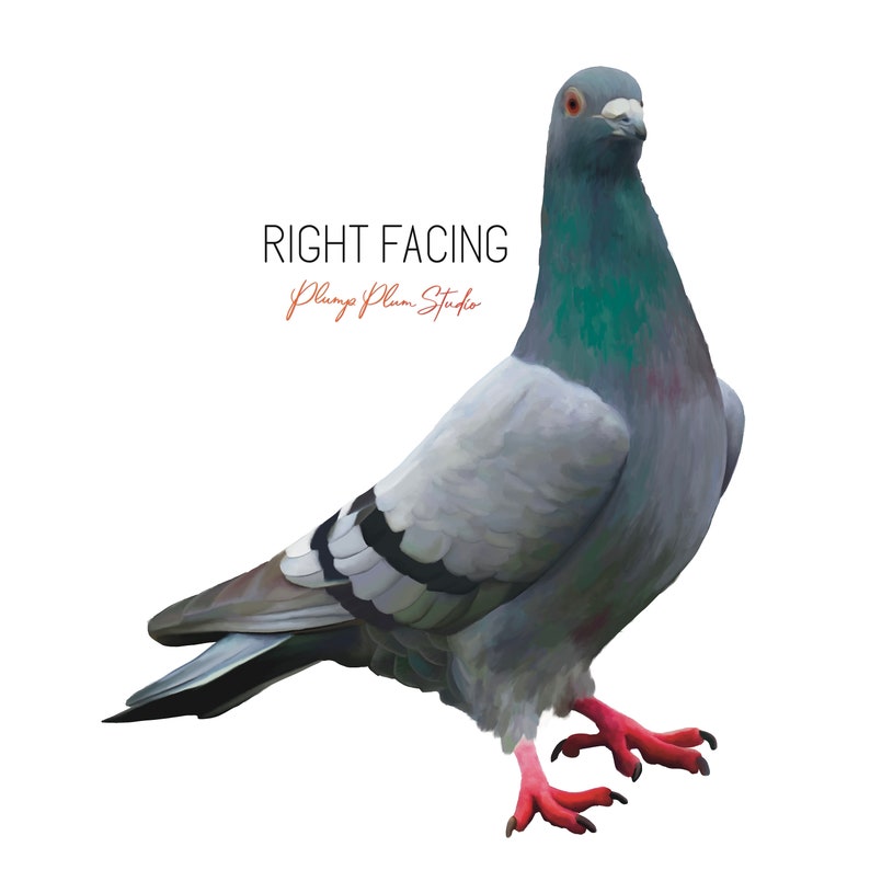 May include: A gray and white pigeon with red feet is facing right. The pigeon is standing on a white background. The text "RIGHT FACING" and "Plump Plum Studio" is written in black and orange text below the pigeon.