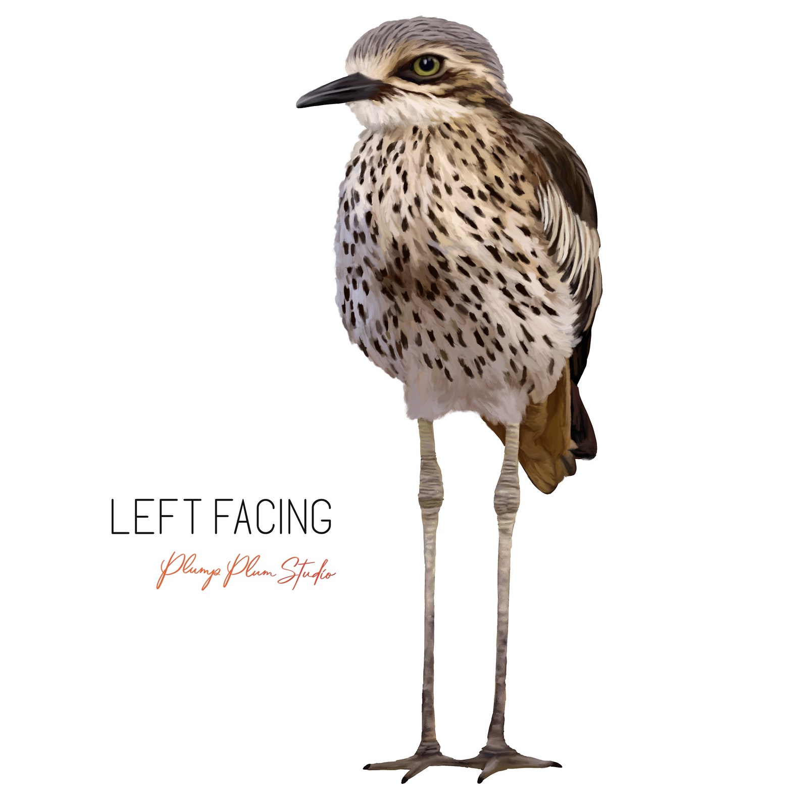 Australian Stone Curlew Bird Decal: Textured Vinyl Sticker - Etsy