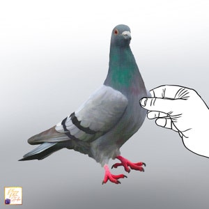 May include: A gray and white pigeon with red feet is perched on a white surface. A hand is reaching out to touch the pigeon.