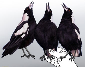 Australian Magpies Vinyl Decal: Reusable Bird Wall Sticker