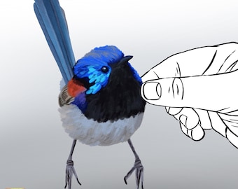 Variegated Fairy Wren Decal: Australian Bird Sticker