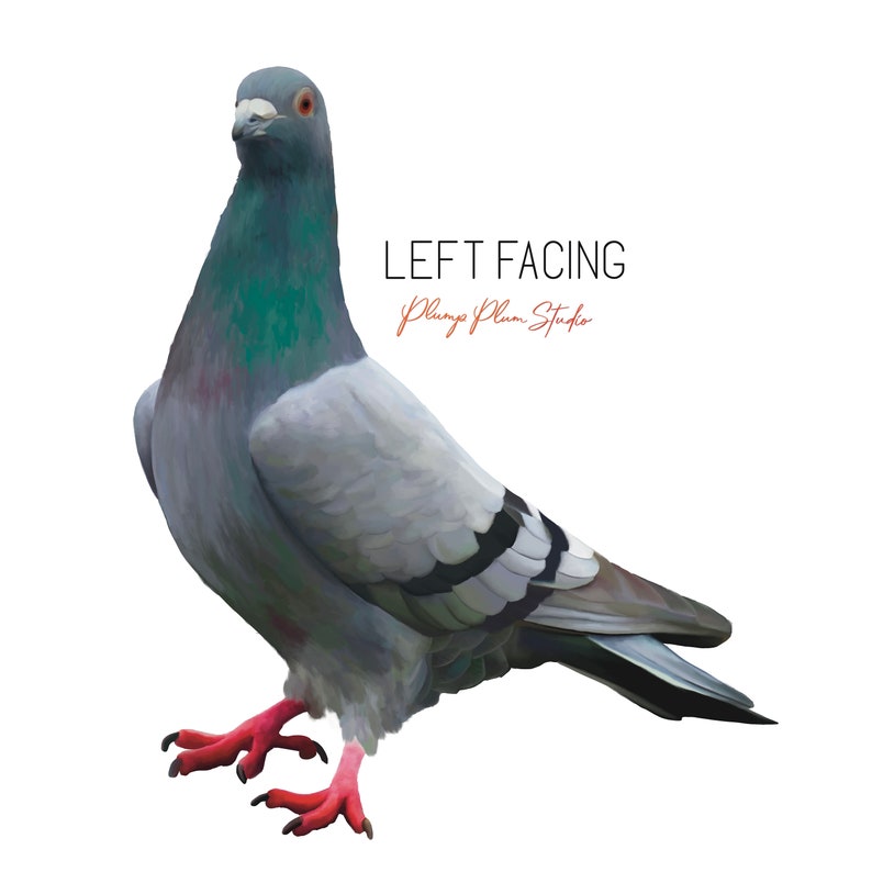 May include: A gray and white pigeon with black markings on its wings is facing left. The pigeon has red feet and a red beak. The text "LEFT FACING Plump Plum Studio" is written in black and orange text above the pigeon.