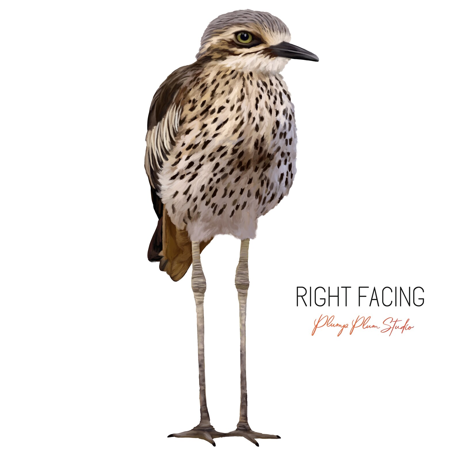 Australian Stone Curlew Bird Decal: Textured Vinyl Sticker - Etsy