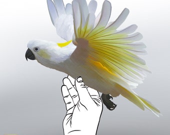 May include: A white cockatoo with yellow feathers on its wings is perched on a hand. The cockatoo has a crest of feathers on its head and is looking to the left.