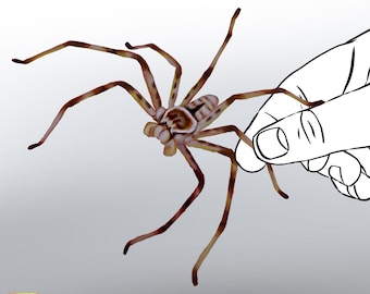 Australian Huntsman Spider Fabric Decal: Repositionable Wall Art