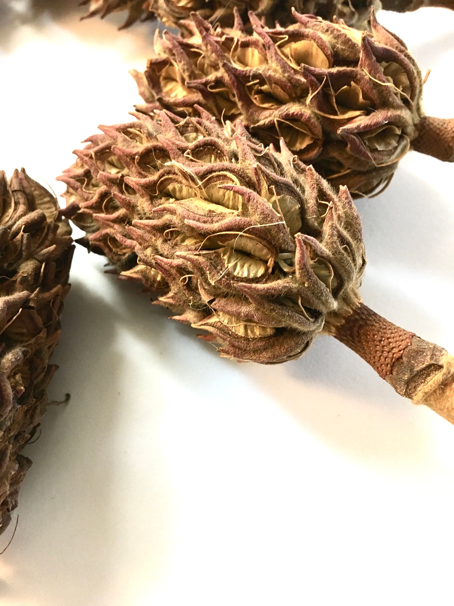 California Dried Magnolia Pods. Floral Arranging and Crafts Etsy