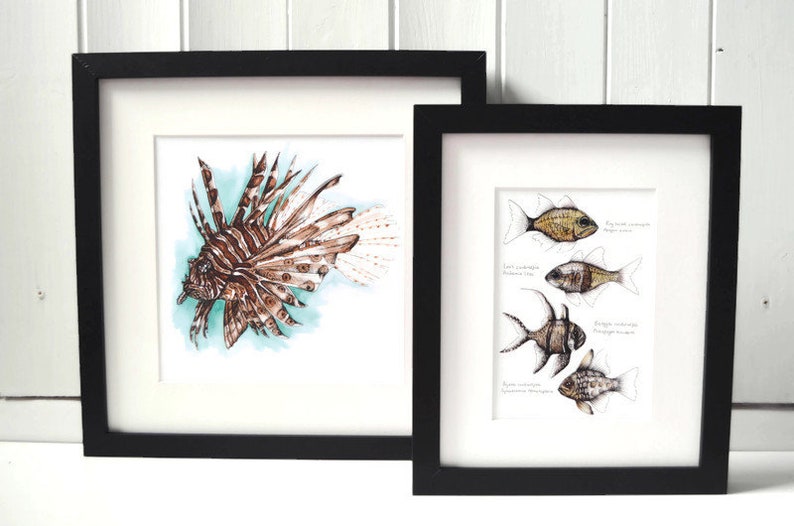 Cardinalfish, Giclee Print, Fish Illustration, A5, A4, A3, Marine Print image 4