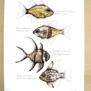 Cardinalfish, Giclee Print, Fish Illustration, A5, A4, A3, Marine Print image 1