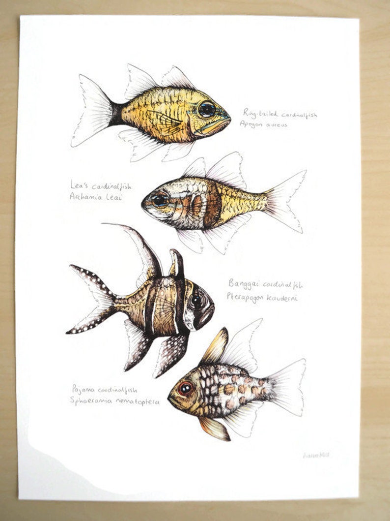 Cardinalfish, Giclee Print, Fish Illustration, A5, A4, A3, Marine Print image 1