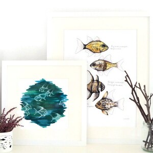 Cardinalfish, Giclee Print, Fish Illustration, A5, A4, A3, Marine Print image 5