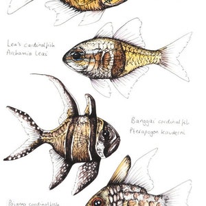 Cardinalfish, Giclee Print, Fish Illustration, A5, A4, A3, Marine Print image 2
