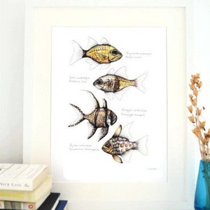 Cardinalfish, Giclee Print, Fish Illustration, A5, A4, A3, Marine Print image 3