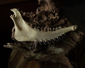 Pierced Jaw - Deer Jaw Bone