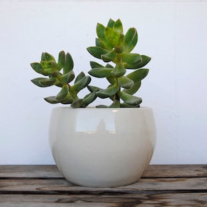 White simple, rounded pot. Perfect shape for a plant hanger