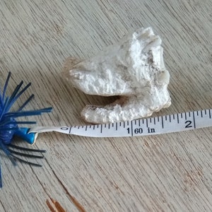 Mineralized Cow Tooth!