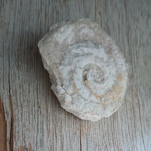 Genuine Minnesota Rock Fossil!