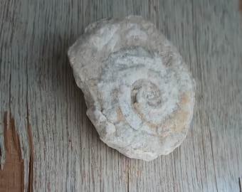 Genuine Minnesota Rock Fossil!
