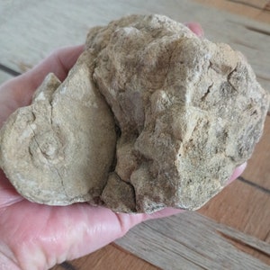 Genuine Minnesota Rock Fossil!