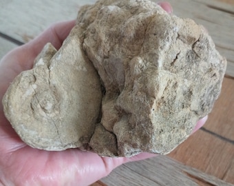 Genuine Minnesota Rock Fossil!