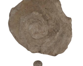 Large Genuine Minnesota Rock Fossil!