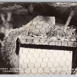 Cartolina RPPC, Scoiattolo grigio, Crawford Notch State Park, New Hampshire 1182