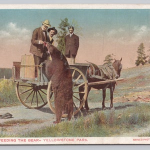 Carte postale Haynes du parc national de Yellowstone, vers 1910, Nourrir l'ours, 0689